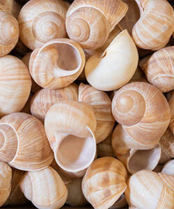 Caja con 100 Conchas de Escargots
