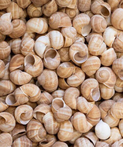 Caja con 1152 Conchas de Escargots