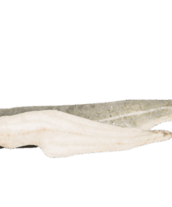 Lomo de Bacalao Fresco con Piel 6.81 kgs