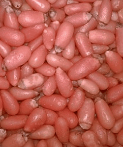 Piñón Rosa Pelado por kg